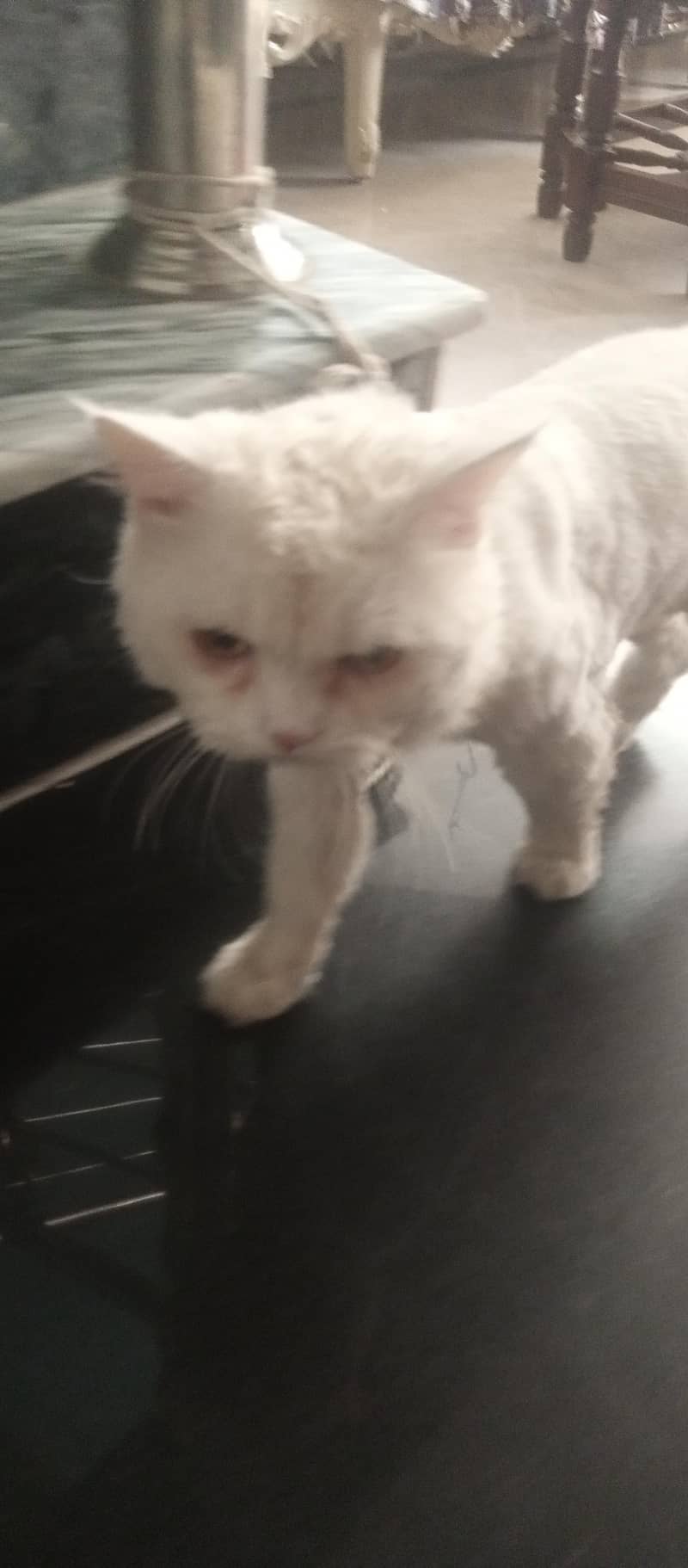 persion cat 1