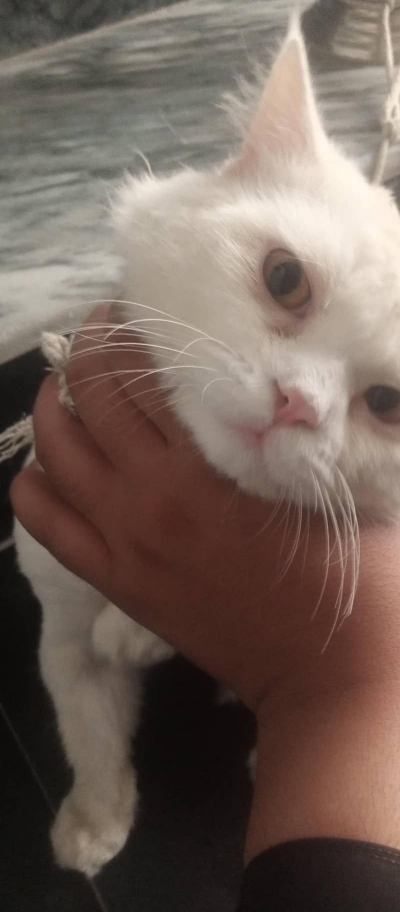 persion cat 2