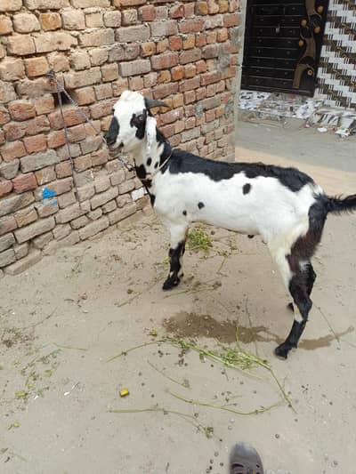 Donda bakra for sale  qurbani 2026