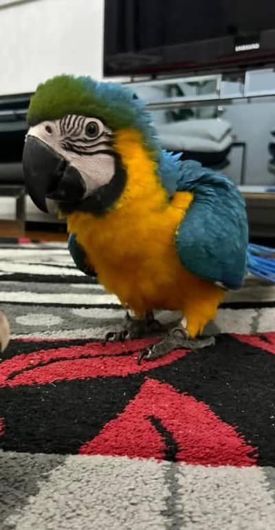 blue and gold macaw chicks for sale