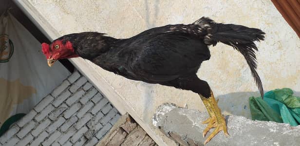 High quality bird mushka 03175087917