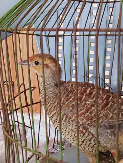 Healthy Young female Titar For Sale 