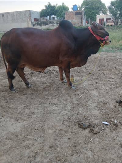 Qurbani Ka Healthy Dunni Bull For Sale