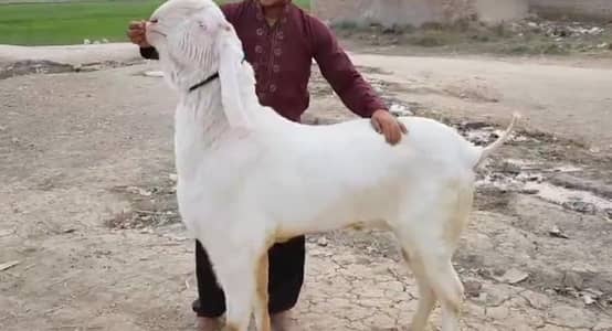 Qurbani ke liye Bakra For Sale __03134947622