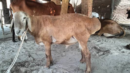 turkish dumbay for sale