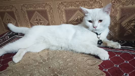 Cat for sale