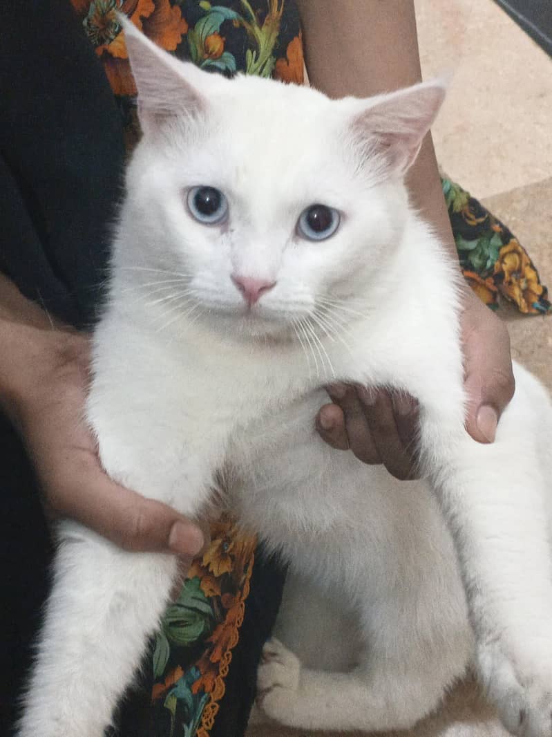 Persian cat 1