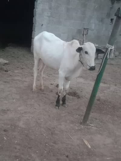 Fateh jangi wacha for sale location jand jalwal