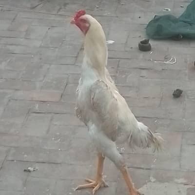 Shamo white Aseel