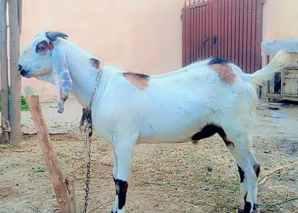 Beautiful Khasi Bakra