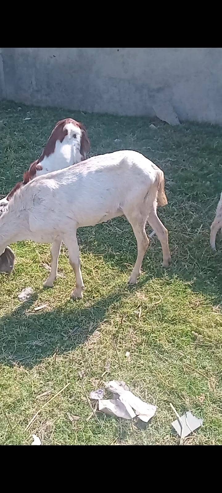 قربانی کےلئے بکری فارسیل 0