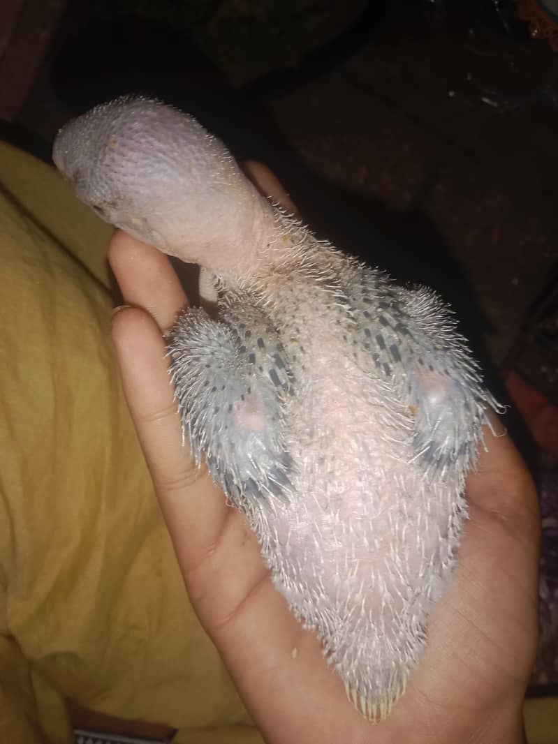 raw parrots 0
