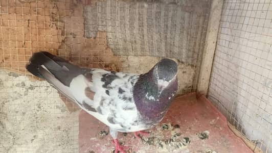 teddy pigeon