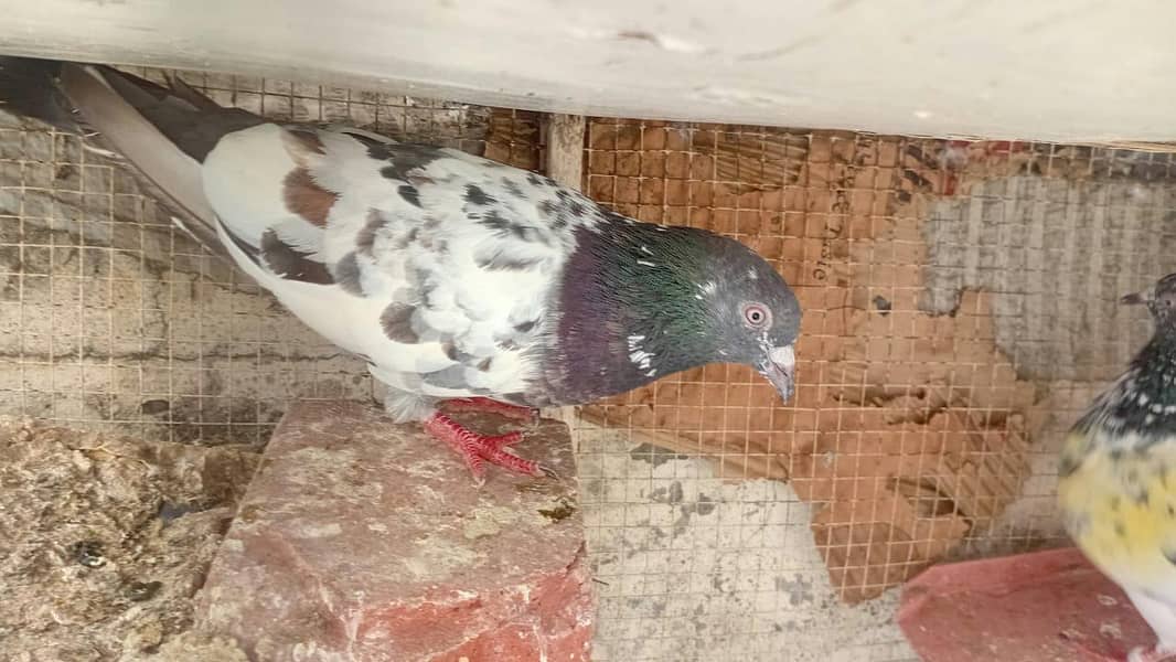 pigeon pair 1