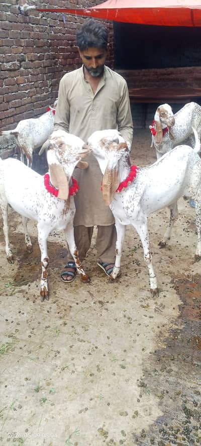 goats