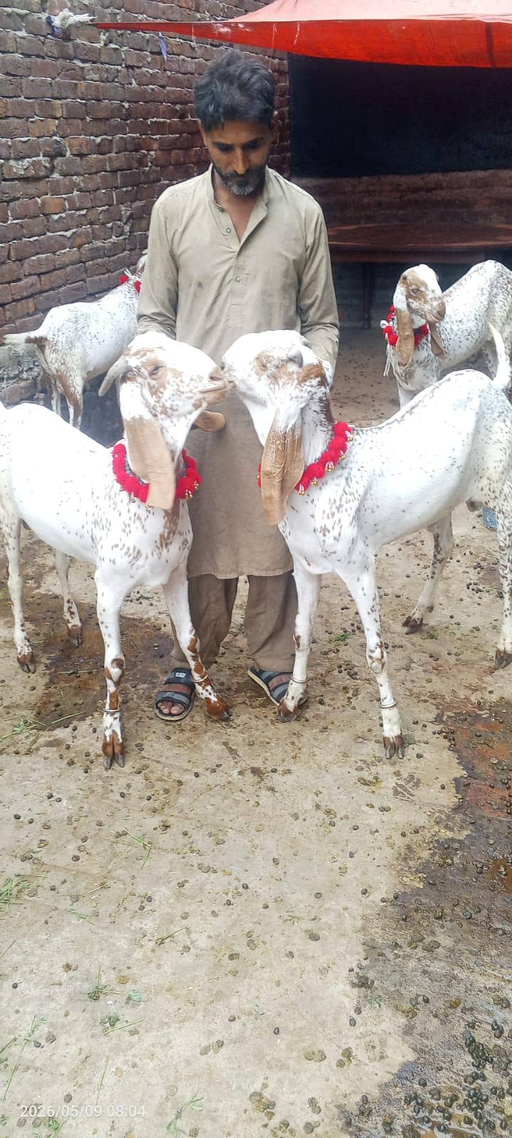 goats 0