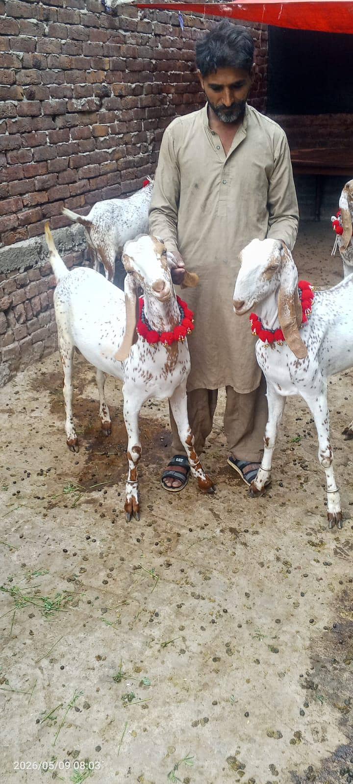goats 1