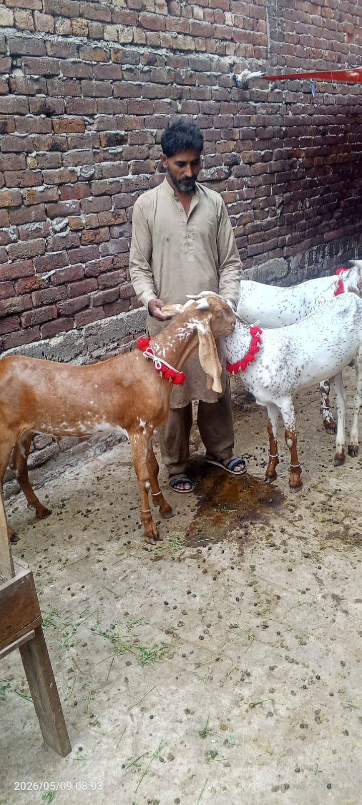 goats 2