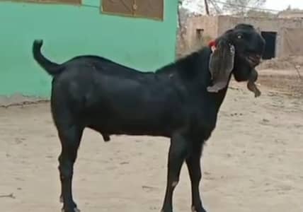 desi Bakra for sale_"03229844345)