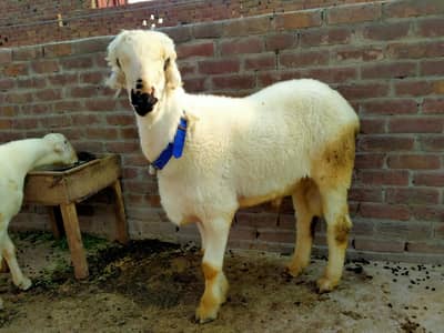 Mundry chatry for sale