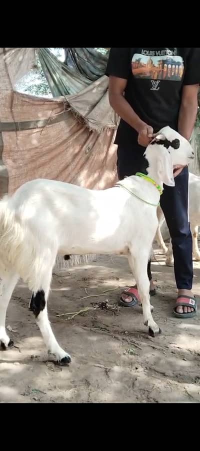 Bakra for sale