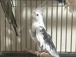 white face ino pied male for sale