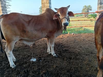 Qurbani bulls. wachay dhonde. healthy and beautiful