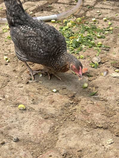 Desi hens pair | Golden misri | Hen | Rooster | Murghi