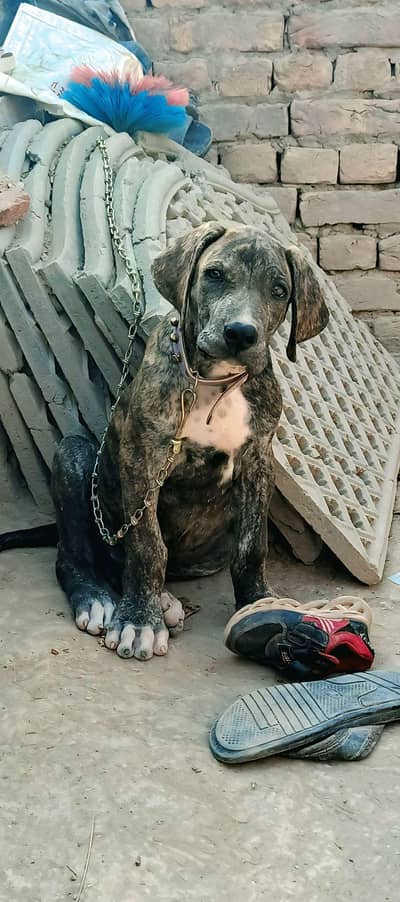 bully dog