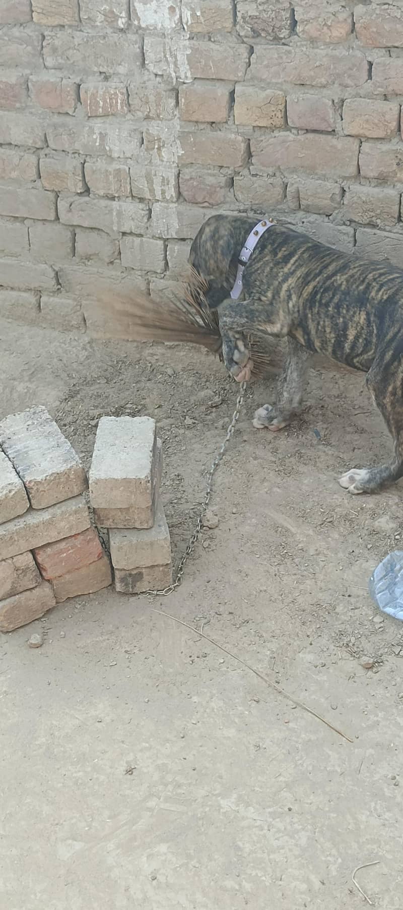 bully dog 1