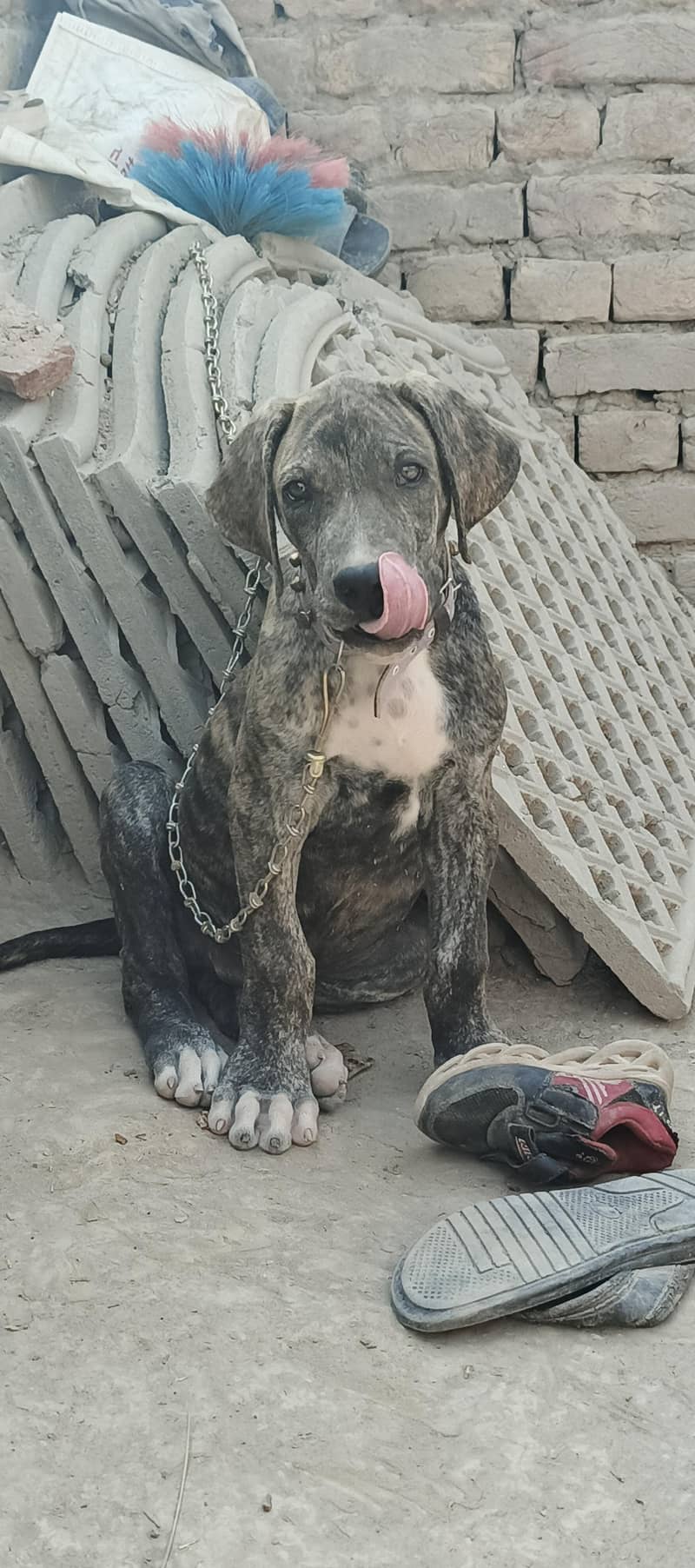 bully dog 2