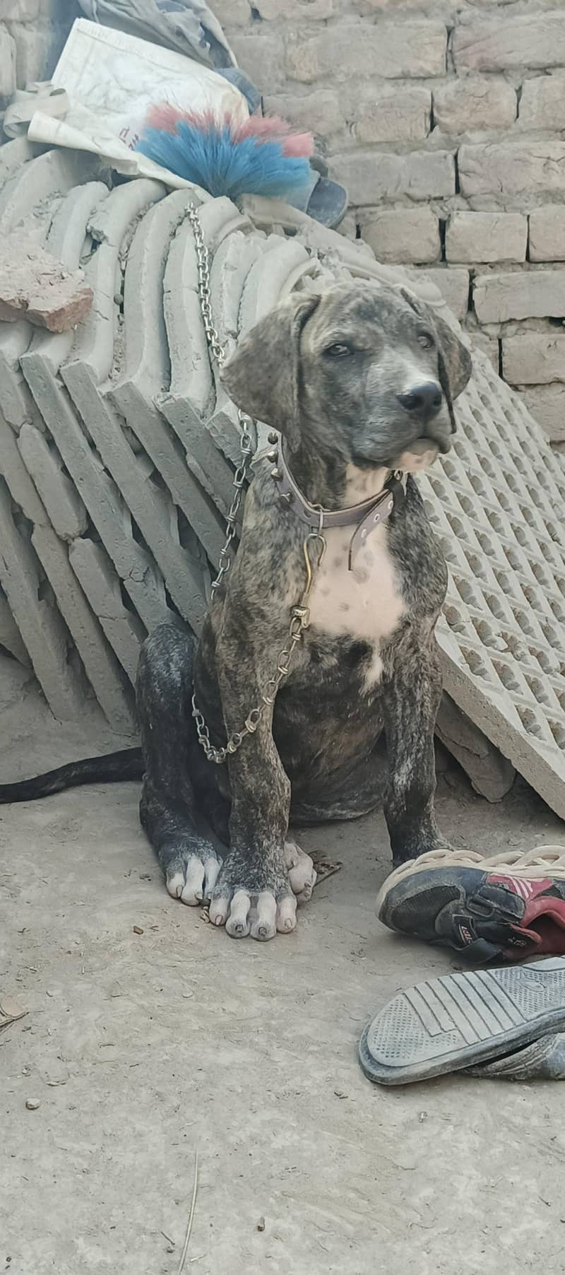 bully dog 3