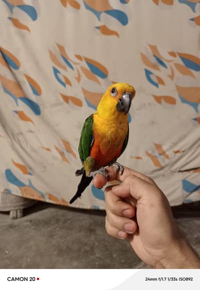 Brazilian parrot