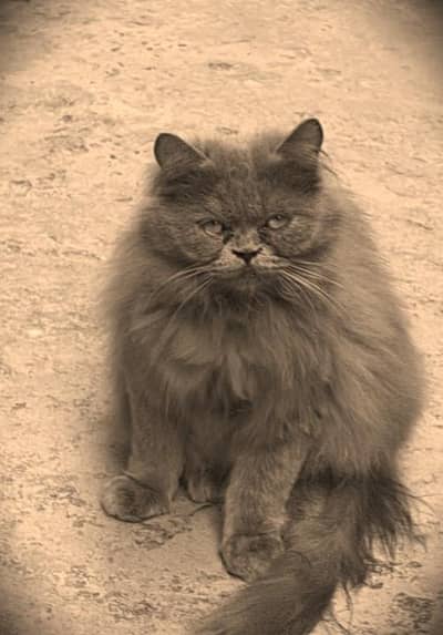 persian cat for sale