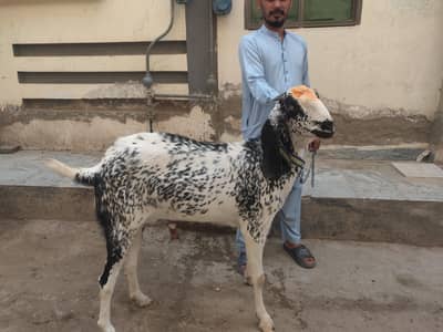 Jori For Sale