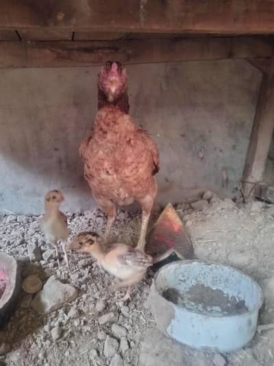 Aseel miawali madi with 2 chicks