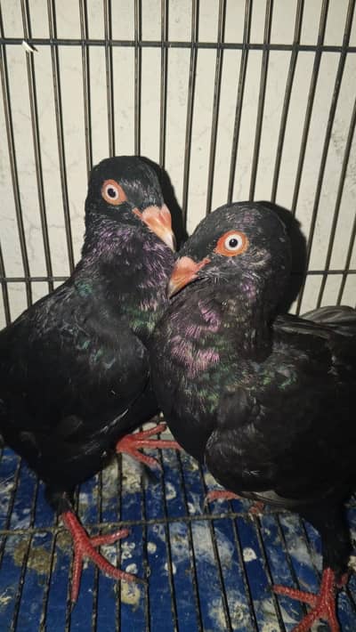pigeon