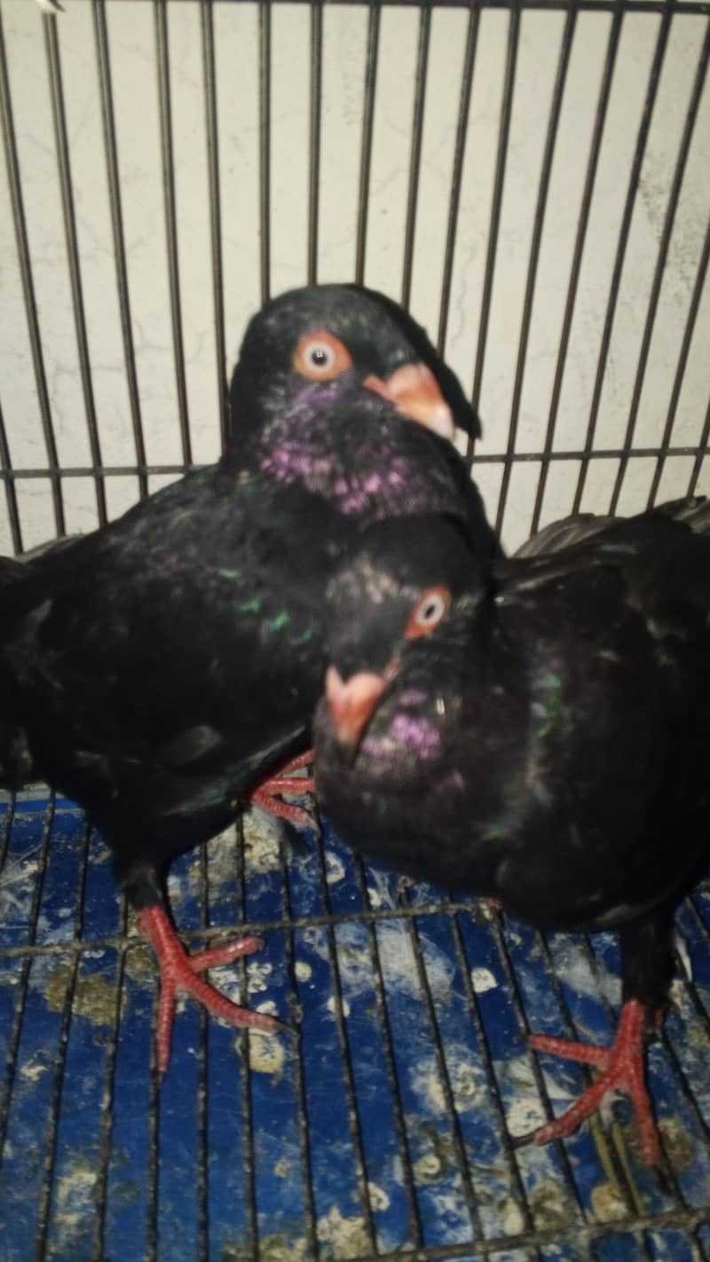 pigeon 1
