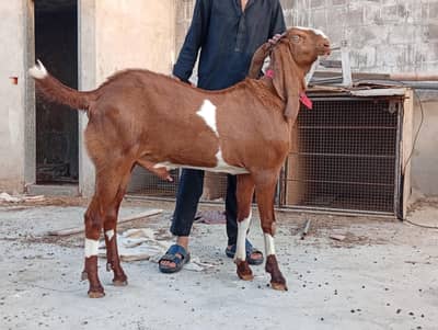 Andhu Bakra