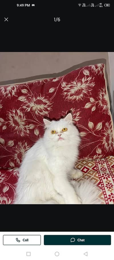 persain cat female