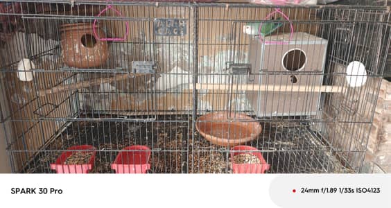 lovebird for sale