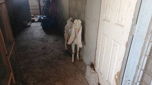 Golabi Bakri for sale