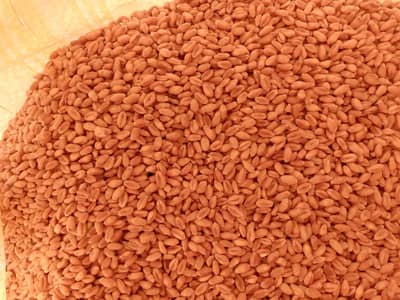 gandum for sale 3035691540