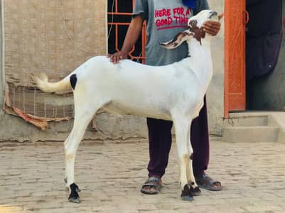 qurbani ka ly bakra lana ky rabta kra 03273221785