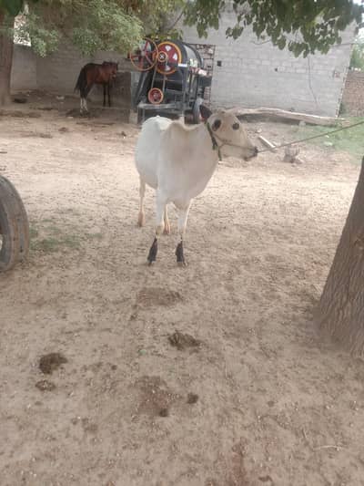 Fateh jangi wacha for sale location jand jalwal
