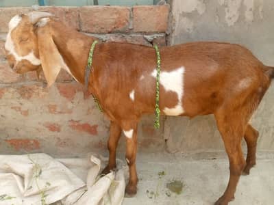 Qurbani ka lia gar ka palla huwa bakra