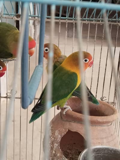 Lovebird's