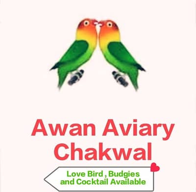 Love Birds For Sale Home Bread Excilent Qualty