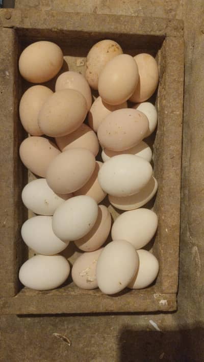 Fancy eggs available for sale