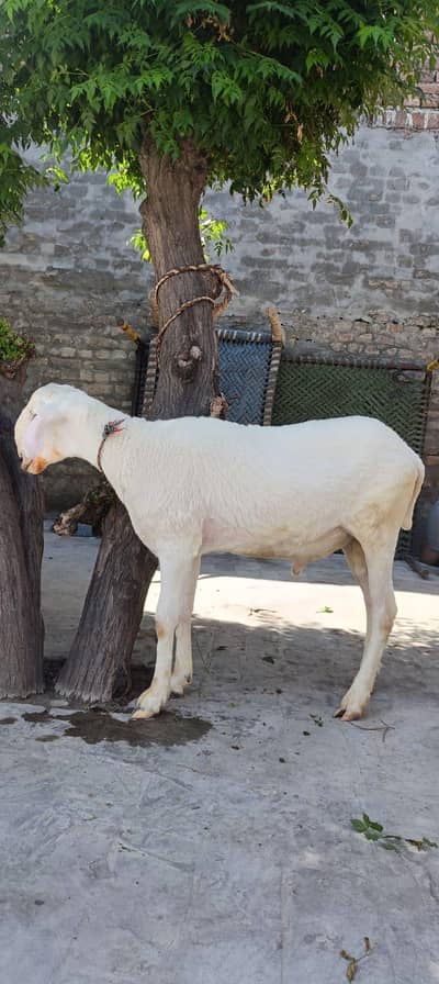 sheep